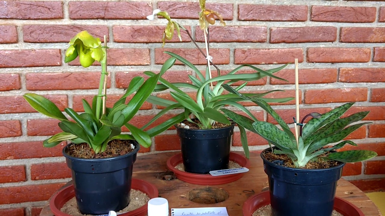 Minhas Lindas Orquídeas Sapatinho ou Paphiopedilum - thptnganamst.edu.vn