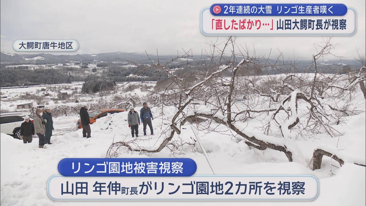 Aomori Prefecture] Apple growers lament heavy snowfall for second