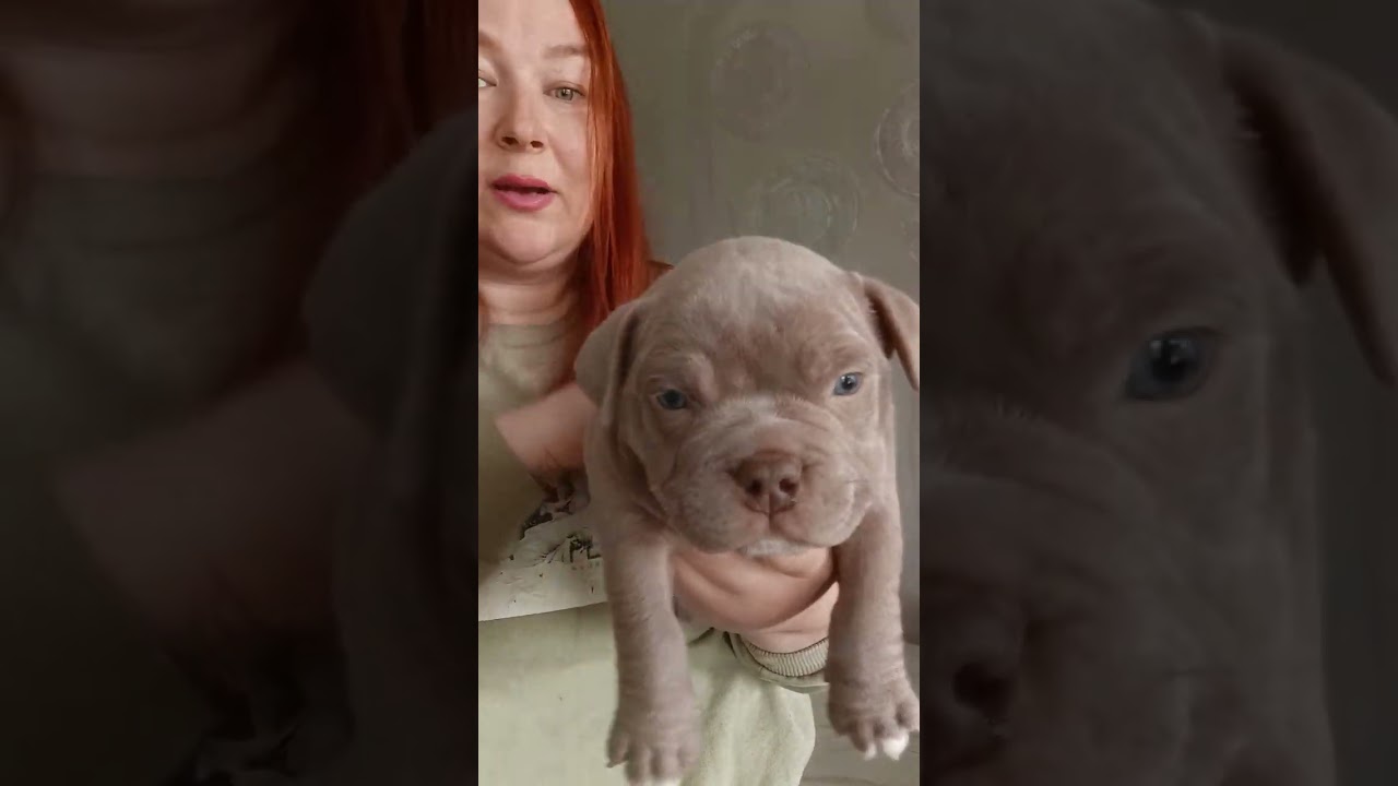 История маленького амбулли Джони (продается) 89157263247. 🍋