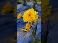 🧡🌼💐🥰 #music #love #song