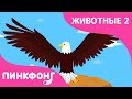 Орёл — Стремительный Орёл | Песни про Животных | Пинкфонг Песни для Детей