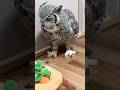 前回、ペリット「出さんのかい」にこたえる！ #フクロウ #owl