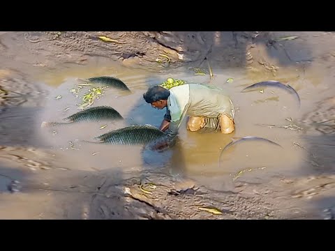 Hand Fishing | Amazing hand fishing technique of a rural fisherman