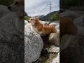 岩場で遊ぶコーギー / A Corgi having fun in the rocky area. #corgi #コーギー