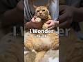 【猫ダンス/I Wonder~DaｰiCE】花凛ちゃんの意外な1面とは？ #猫 #cat #shorts