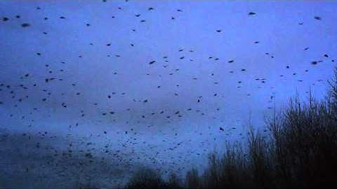 UW Bothell Winter Crow Roost 2