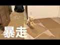 タイルマットを敷いたら喜びのあまり大暴れするトイプードル【模様替え】【DIY】