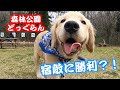 ドッグランで因縁の対決をするゴールデンレトリバーの子犬　GoldenRetriever NAKI