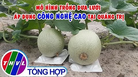 Mô hình trồng dưa lưới áp dụng công nghệ cao tại Quảng Trị
