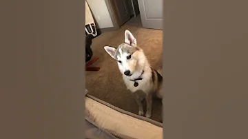 MUST TRY WITH YOUR DOG! Puppy reacts to sounds Dogs React too. (As Seen On TikTok ) ORIGINAL VIDEO
