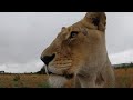 Devastated about Amy’s Illness | The Lion Whisperer