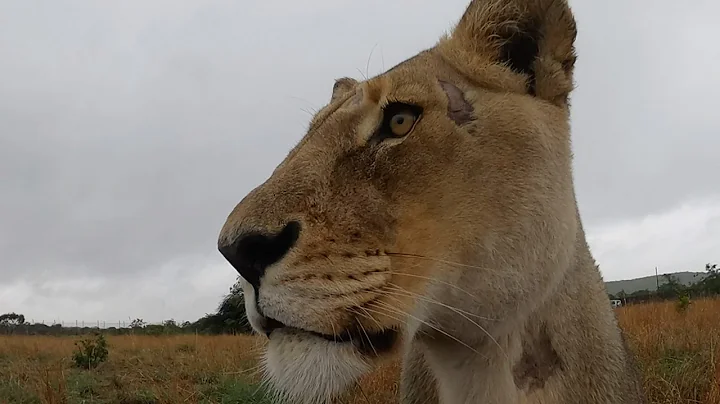 Devastated about Amys Illness | The Lion Whisperer