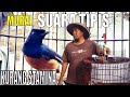 Mengatasi Murai Batu Digantangkan Kurang Stamina Dan Suara Tipis Mp3 - Mp4 Download