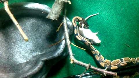 Ball python kills,eats,and swallows mouse