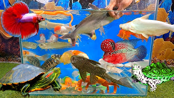 Tổng hợp các video cá cảnh đẹp, động vật dễ thương, cá la hán, cá mập đen, cá trê, cá koi, ikan