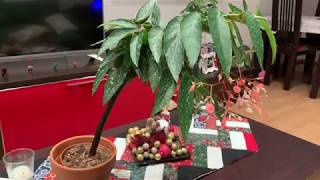 Cuidados Begonia Tamaya o Begonia Bambú | ¡Te enseño la mía!