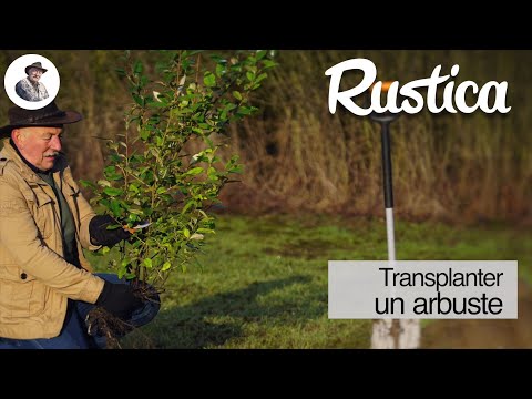 Vidéo: Comment appelle-t-on un arbre à feuillage persistant ?