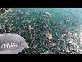 Fishing Overpopulated Striper Waters at Lake Mead, Nevada Using Live Shad