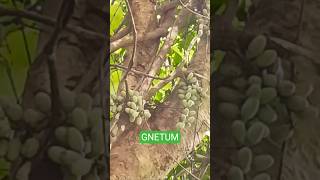 डांडेली के जंगल में खून पतला करने की जड़ी बूटी #gnetum