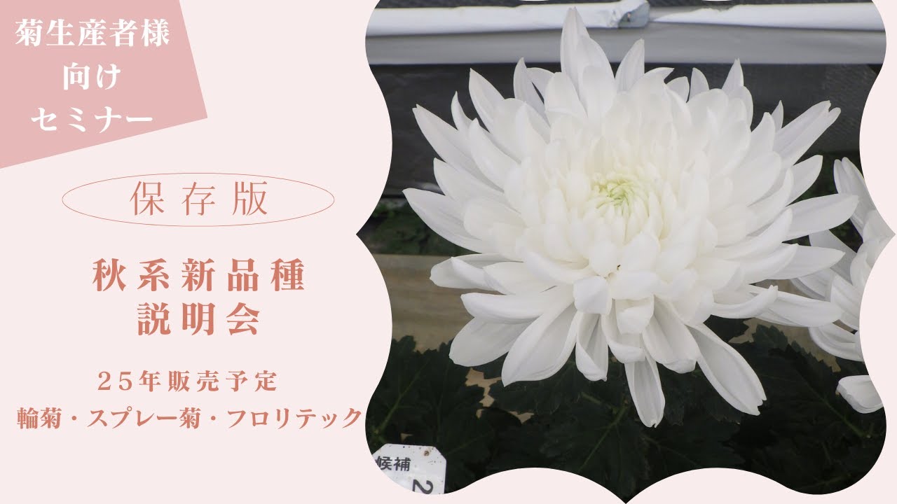 Seminar for Chrysanthemum Growers] Autumn-type ring chrysanthemums