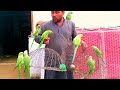 Parrots full train parrot fly to open