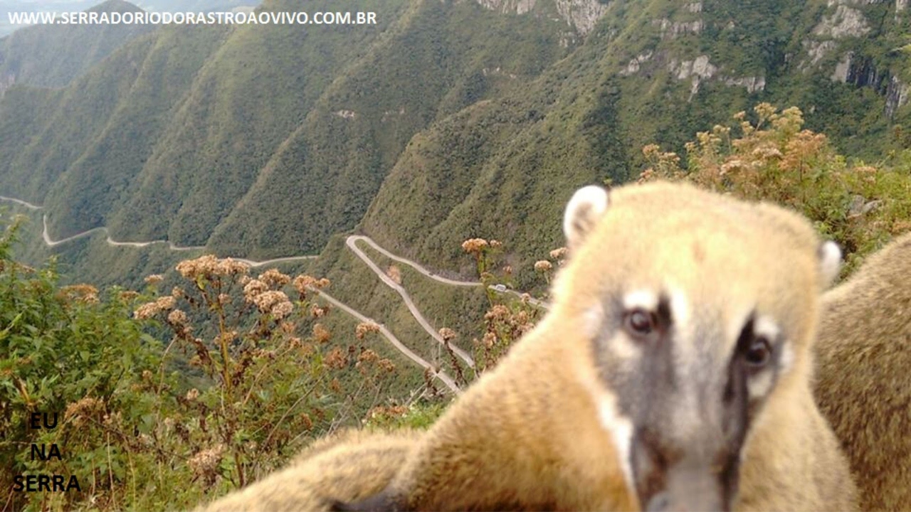Camera Ao Vivo Serra Rio Do Rastro Transmissao Ao Vivo De Serra Do Rio Do Rastro Ao Vivo Youtube