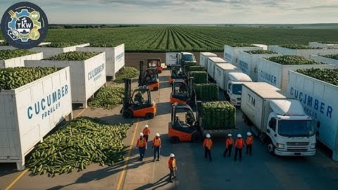 Cucumber Pickles Processing Factory | How Pickles Are Made | Cucumber Pickle Mega Factory
