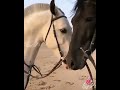 الأخ سند وضهر وقت الشدة