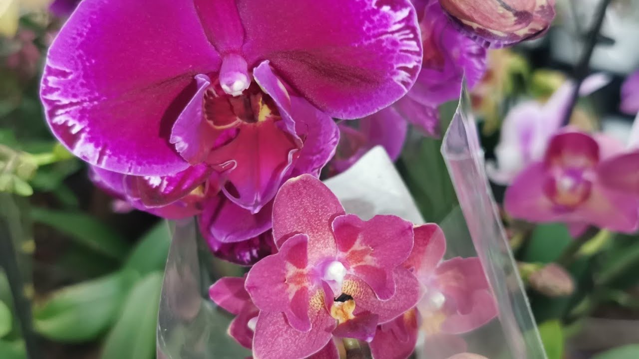 Лемана Про:ПРИВОЗ ОРХИДЕЙ!27.02.26,Самара, ТЦ Космопорт, ул.Дыбенко, 30. 