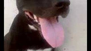 Youssoufia Pitbull Staff