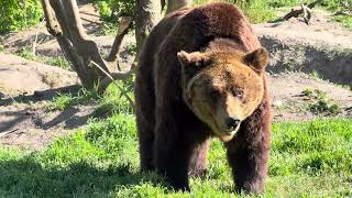 Amazing brown bear majestic #animals #animal #nature 