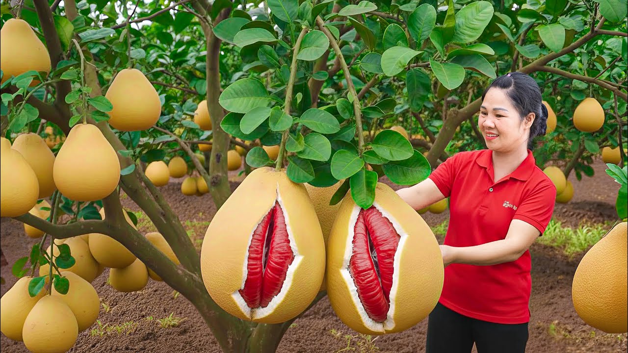 Harvesting Giant Monkey Pomelos & Go to Market Sell | Grapefruit Harvest Journey Heavy Rainy Season