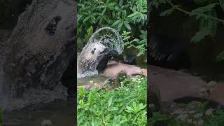 Lun Lun (home from Zoo Atlanta) Splashing and Chilling in the Water 🐼💦