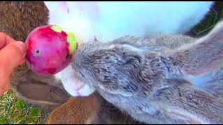 Feeding Bunny Rabbits, Hand Feeding by AnimalsReview 8,543 views 9 years ago 1 minute, 8 seconds