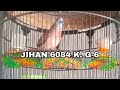 PERKUTUT BANGKOK VOLUME BESAR IRAMA SENGGANG RING JIHAN BIRD FARM