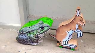 School Project - Working Model of animals Frog and Kangaroo