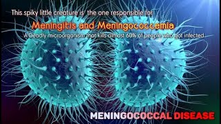 Meningococcemia Meningitis| Meningococcal Disease