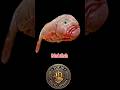 weirdest animals/ வினோதமான உயிரினங்கள் #shortvideo