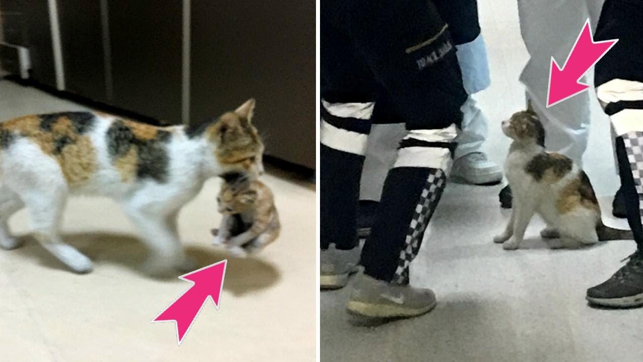 Mama Cat Carries Kitten to Hospital for Treatment Medics treat the
