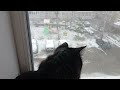 котишка 2 мая