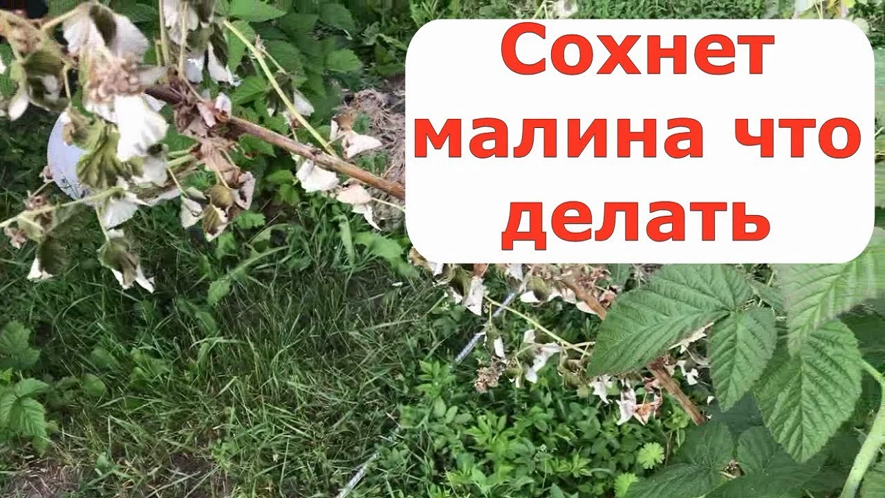 402. Сохнет малина , что делать