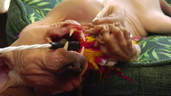 Video 1194381: don sphynx cats family, sphynx cat meow, sphynx cat playing, sphynx cat cute, hairless, kitten