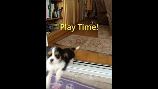 Cute cavalier king charles spaniel puppy playing with cousin by Isabelle The Cavalier 1,367 views 1 year ago 55 seconds