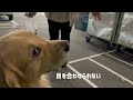 若い女性に浮かれてた愛犬が、母の前でテンパっている。犬も後ろめたさを感じると知った日