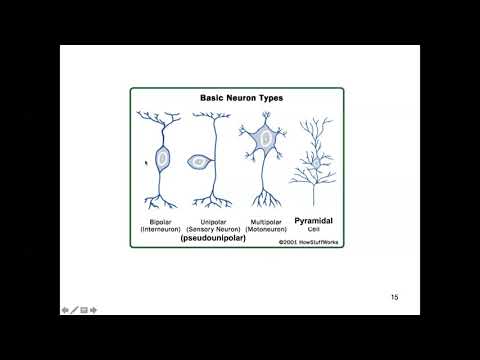 Neuron