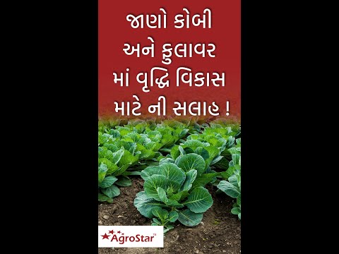 જાણો કોબી અને ફુલાવર ના સારા વૃદ્ધિ વિકાસ માટે ની સલાહ !  # good growth in Cabbage & cauliflower - જાણો કોબી અને ફુલાવર ના સારા વૃદ્ધિ વિકાસ માટે ની સલાહ !  # good growth in Cabbage & cauliflower