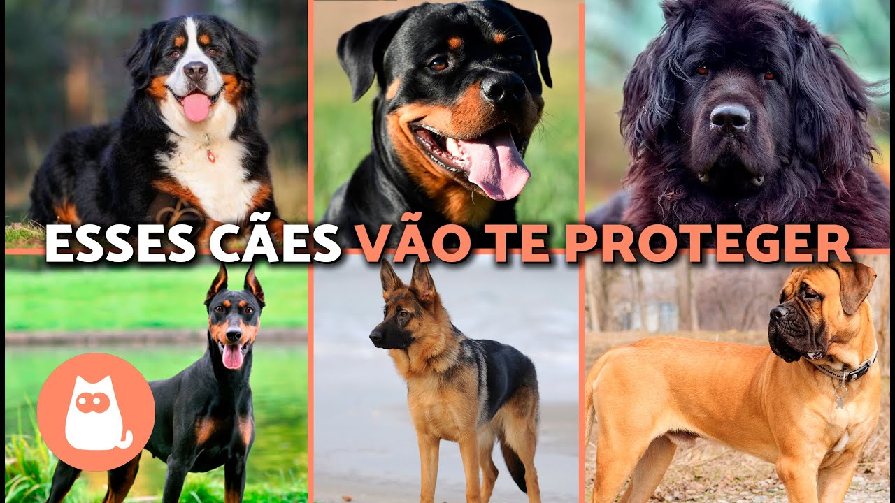 Os 10 melhores CÃES DE GUARDA que protegem as crianças e o lar 🐶⚠️🏡 ...