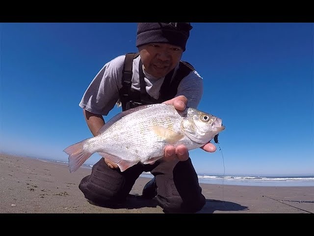 Surf Fishing the Oregon coast - how to setup a rig and catch big surf