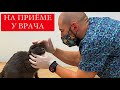 У НАШЕЙ КОШКИ НАШЛИ ЛИШАЙ? 😼 МЫ НА ПРИЁМЕ У ВЕТЕРИНАРА...