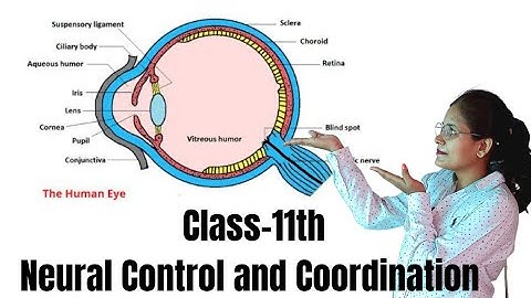 Class-11th Biology Topic Eye Chapter - Neural Control and Coordination